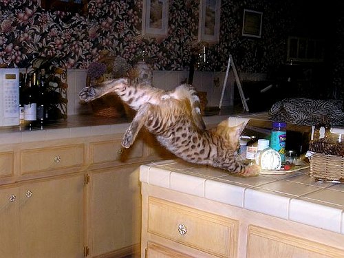 Lancelot Kitchen Maneuvers